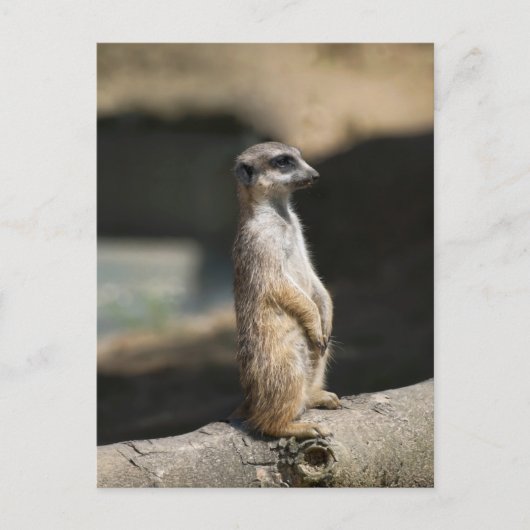 Erdmännchen Postkarte (Vorderseite)