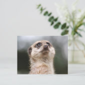 Erdmännchen Postkarte (Stehend Vorderseite)