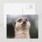 Erdmännchen Postkarte (Vorne/Hinten)