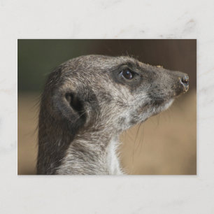 Erdmännchen Postkarte
