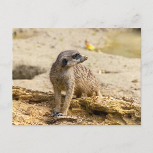 Erdmännchen Postkarte (Vorderseite)