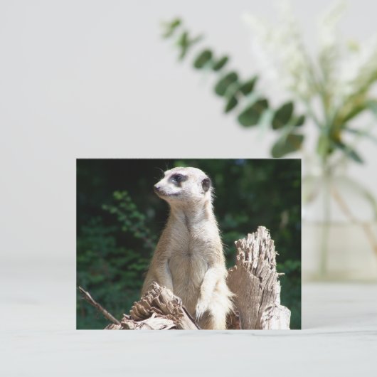 Erdmännchen Postkarte (Stehend Vorderseite)