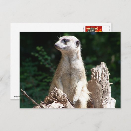 Erdmännchen Postkarte (Vorne/Hinten)