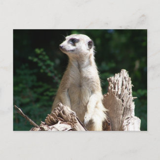 Erdmännchen Postkarte