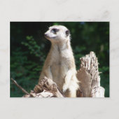 Erdmännchen Postkarte (Vorderseite)