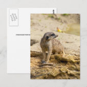 Erdmännchen-Postkarte Postkarte (Vorne/Hinten)