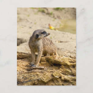 Erdmännchen-Postkarte Postkarte
