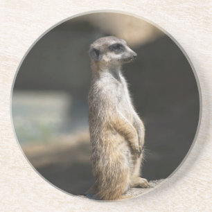 Erdmännchen Sandstein Untersetzer