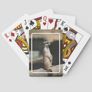 Erdmännchen Spielkarten