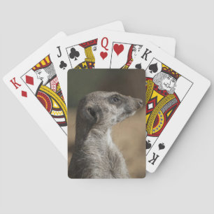 Erdmännchen Spielkarten
