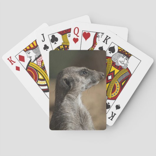 Erdmännchen Spielkarten (Rückseite)