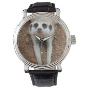Erdmännchen (Suricata suricatta) beim Abkühlen Armbanduhr