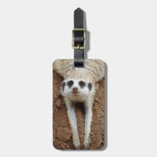 Erdmännchen (Suricata suricatta) beim Abkühlen Gepäckanhänger