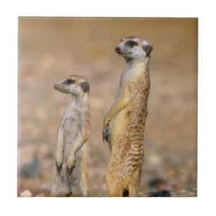 Erdmännchen (Suricata Suricatta) Wachtposten, Kara Fliese