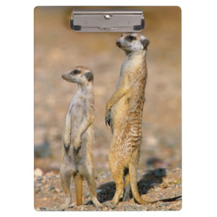 Erdmännchen (Suricata Suricatta) Wachtposten, Kara Klemmbrett
