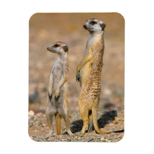 Erdmännchen (Suricata Suricatta) Wachtposten, Kara Magnet