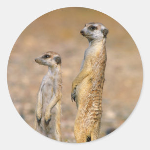 Erdmännchen (Suricata Suricatta) Wachtposten, Kara Runder Aufkleber