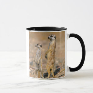 Erdmännchen (Suricata Suricatta) Wachtposten, Kara Tasse