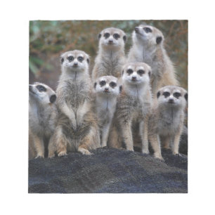Erdmännchen Tier Safari Afrika Niedlich Suricate Notizblock