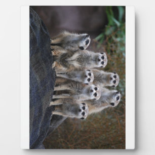 Erdmännchen Tier Safari Afrika Süße Suricate Fotoplatte