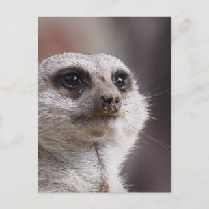 Erdmännchen Tier Safari Afrika Süße Suricate Postkarte