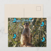 Erdmännchen und blaue Schmetterlinge, Geburtstagsp Postkarte (Vorne/Hinten)