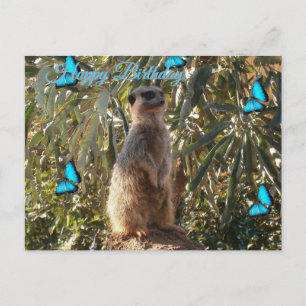 Erdmännchen und blaue Schmetterlinge, Geburtstagsp Postkarte