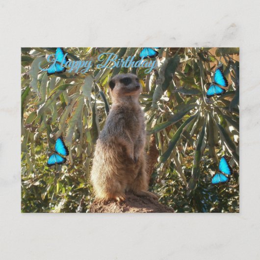 Erdmännchen und blaue Schmetterlinge, Geburtstagsp Postkarte (Vorderseite)