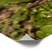 Erdnuss, graues Eichhörnchen, Kristallsprings 1 Poster (Ecke)