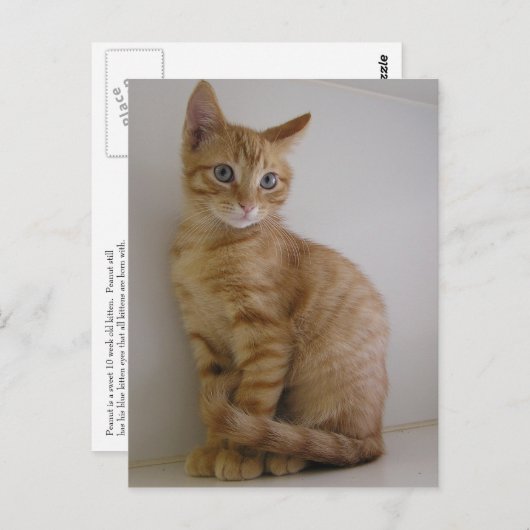 Erdnuss Postkarte (Vorne/Hinten)