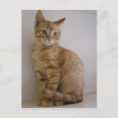 Erdnuss Postkarte (Vorderseite)