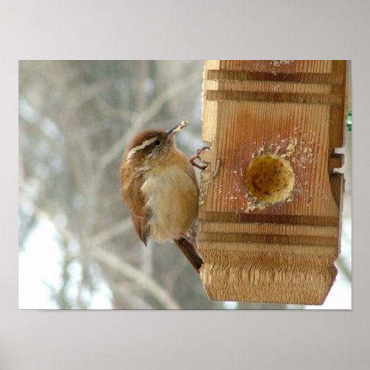 Erdnussbutter-Vogel Poster (Vorne)