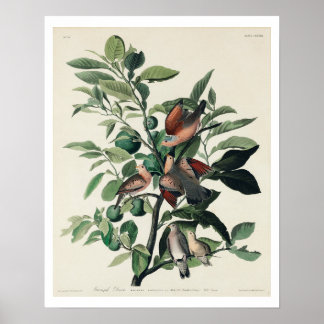 Erdock von Audubon Poster