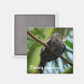 Erdtaube Magnet (Vorderseite/Rückseite)