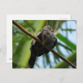 Erdtaube Postkarte (Vorne/Hinten)