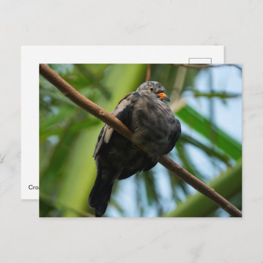 Erdtaube Postkarte (Vorne/Hinten)