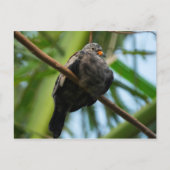 Erdtaube Postkarte (Vorderseite)