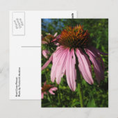 Erect Cone Blume Postkarte (Vorne/Hinten)