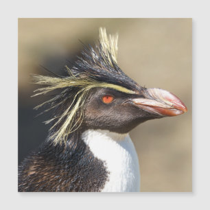 Erect-Pinguin Magnetkarte