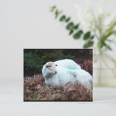 Erfasstes Mutterschaf Postkarte (Stehend Vorderseite)