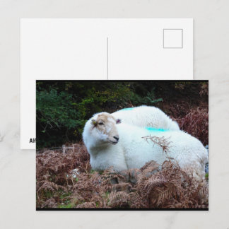 Erfasstes Mutterschaf Postkarte