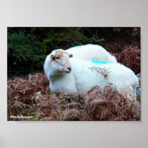 Erfasstes Schaf beim Schauen Poster