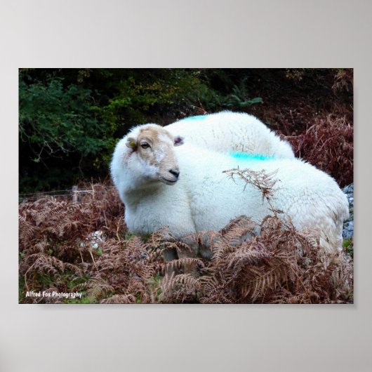 Erfasstes Schaf beim Schauen Poster (Vorne)