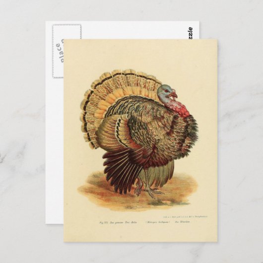 Erfassung Vintager Putenbildervögel Postkarte (Vorne/Hinten)