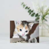 Erforschen von Kitten Postkarte (Stehend Vorderseite)