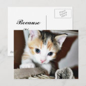 Erforschen von Kitten Postkarte (Vorne/Hinten)