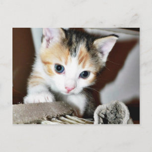 Erforschen von Kitten Postkarte