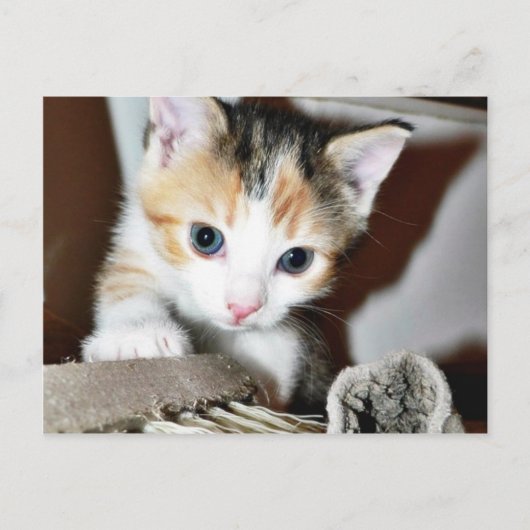 Erforschen von Kitten Postkarte (Vorderseite)