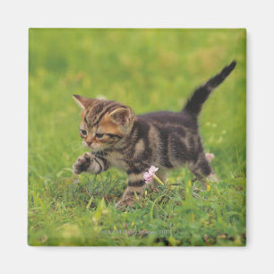 Erforschenrasen des Kätzchens Magnet