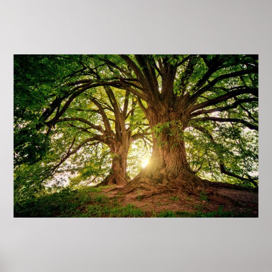 Erfrischender Naturbaum Sonnenlicht Whimsikales Fo Poster (Vorne)